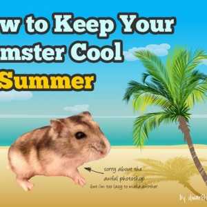 11 Modi per mantenere la calma criceto in estate