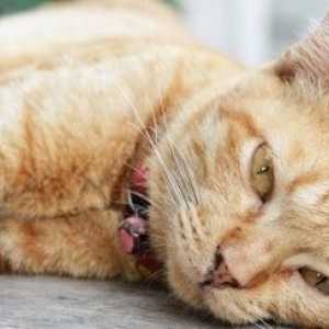 12 Le cose non si può conoscere circa la morte del gatto