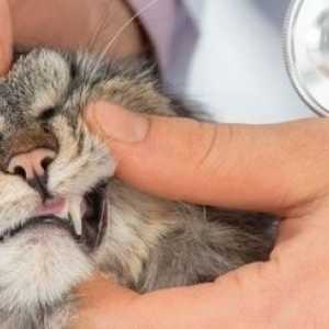 13 Ragioni per avere l`assicurazione dell`animale domestico per il vostro gatto