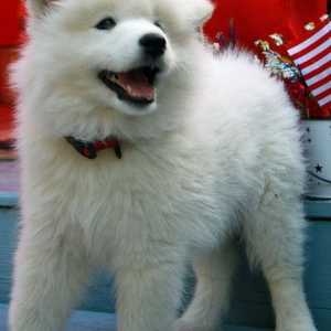 40 Migliori nomi del cane bianchi per un cucciolo carino
