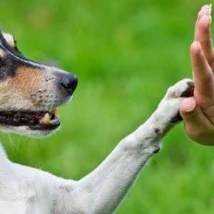 5 Vantaggi di rinforzo comportamento positivo per il vostro cane