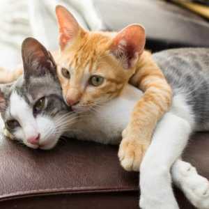 5 Miti comuni di comportamento del gatto smascherato