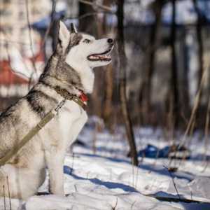 5 Miti comuni sui cani in inverno