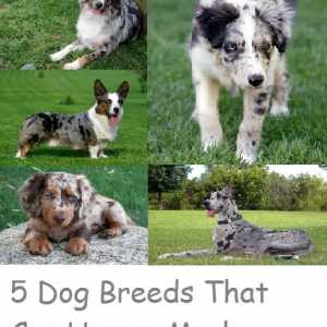 5 Razze del cane che possono avere un cappotto merle