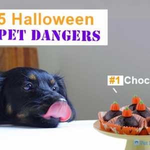 5 Pericoli pet Halloween