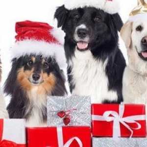 5 Paw-fect regali di Natale per i cani