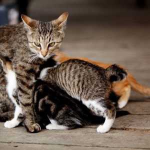 5 Motivi un gatto madre potrebbe abbandonare o rifiutare la sua giovane