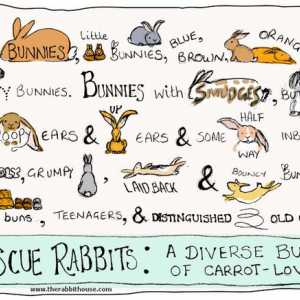5 Motivi per non adottare un coniglio di salvataggio