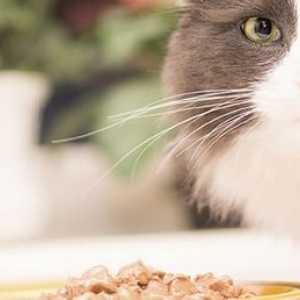 5 Cose che dovreste sapere su allergie alimentari negli animali domestici