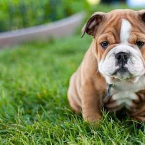 5 Buoni consigli per la formazione di un bulldog meglio educati