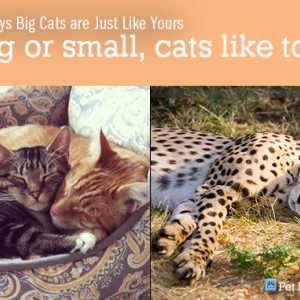 5 Modi grandi felini sono come la tua