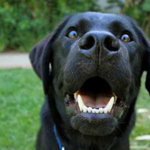 5 Modi per rinfrescarsi salute dentale del vostro animale domestico