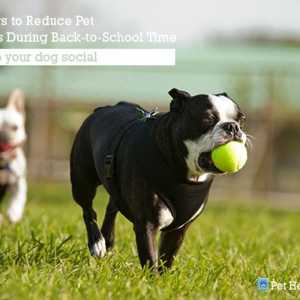 5 Modi per ridurre lo stress animale domestico durante il tempo di back-to-school