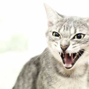 5 Modi per fermare l`aggressione e gatto cattivo comportamento