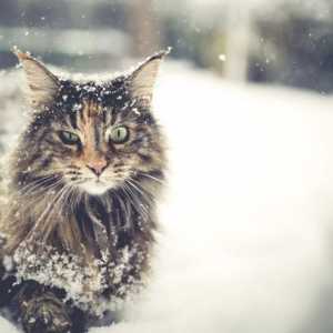 5 Winter grooming suggerimenti per i gatti