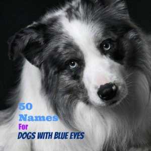 50 Nomi unici per cani con gli occhi azzurri