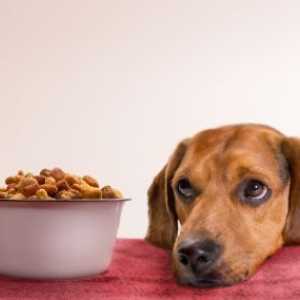 6 Alimenti che si deve evitare l`alimentazione per i cani