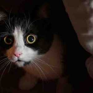 6 Cause sorprendenti di ansia da separazione nei gatti