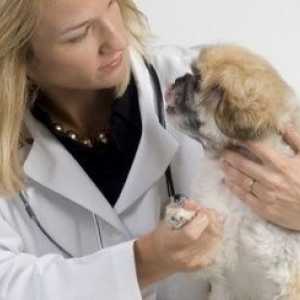 6 Cose che dovete sapere quando si acquista l`assicurazione dell`animale domestico