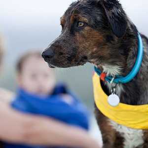 6 Consigli per aiutare i cani nuotare in tutta sicurezza