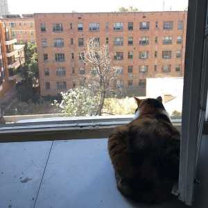 6 Modi per mantenere il vostro gatto al sicuro da caduta di finestre aperte