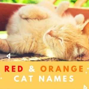 60 Nomi gatto rosso e arancione