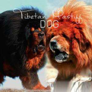 7 I cani come tibetan mastiff