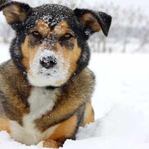 I proprietari di cani 7 errori fanno spesso in inverno