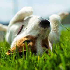 7 Segni di comportamento remissivo nei cani