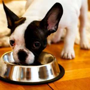 7 Cose che dovreste sapere su leggere le etichette degli alimenti per animali domestici