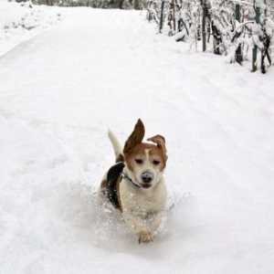 7 Suggerimenti per l`inverno la sicurezza cane a piedi