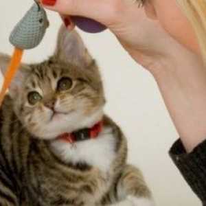 7 Consigli Vet-approvato per aiutare a formare il vostro gattino