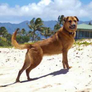 70 Nomi di cane delle Hawaii