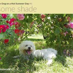 8 Consigli per raffreddare il vostro cane su una calda giornata estiva