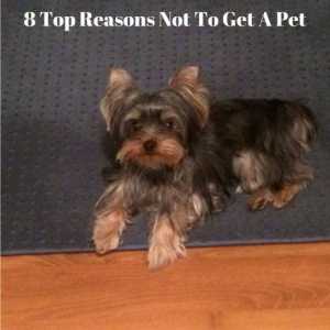 8 Motivi principali per non avere un animale domestico
