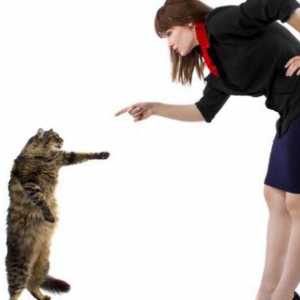 9 Grandi trucchi si può insegnare il vostro gatto