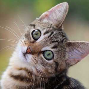 Di un gatto il naso: il cancro, il sequestro e la morte sniffing, fuoco e felini gas rilevazione