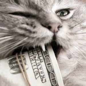 Un importante investimento: i costi associati alla proprietà del gatto
