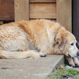 Tecniche di digitopressione per i cani con artrite