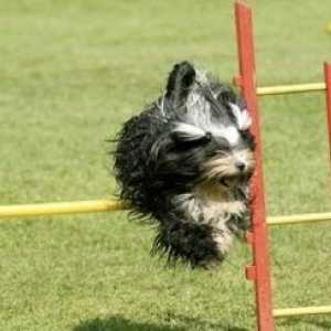 Agilità: uno sport emozionante cane