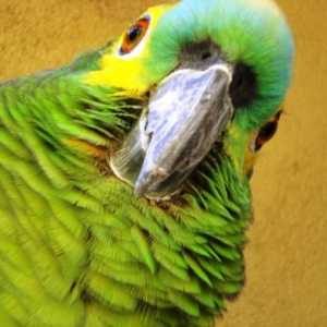 Amazzoni vs pappagalli cenerini