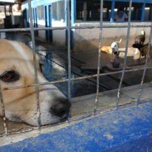 Maltrattamento di animali: l`abuso fatto verso gli animali domestici