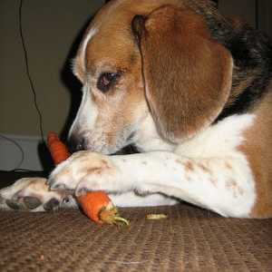Sono le carote buona per i cani?