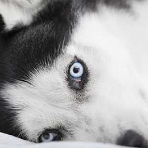 Sono cani cieco davvero il colore?