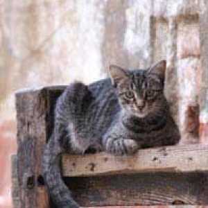 Sono colonie di gatti selvatici pericolosi?