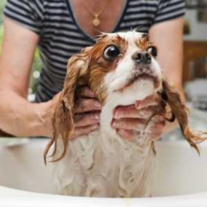 Sei il bagno al vostro cane non va?