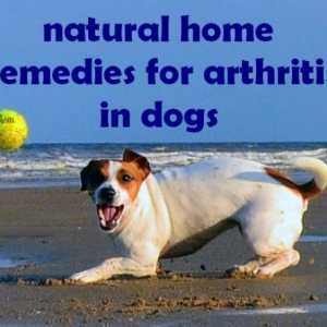 Artrite nei cani: trattamento, casa rimedi naturali, i sintomi