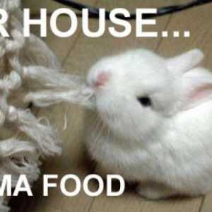Cibo per conigli Bad: ciò che non per alimentare il vostro coniglio