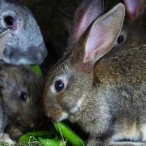 Problemi di comportamento in conigli