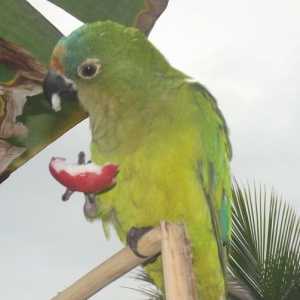 Le migliori nomi pappagallo brasiliano